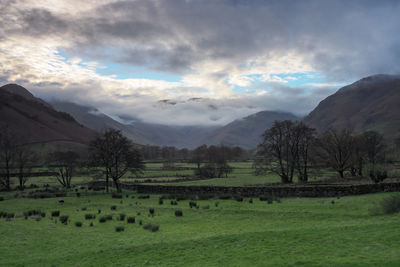 Scenic view of trees on field against sky