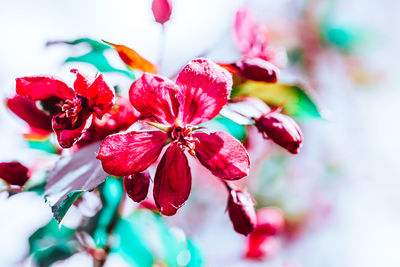 Close-up of red flowering plant