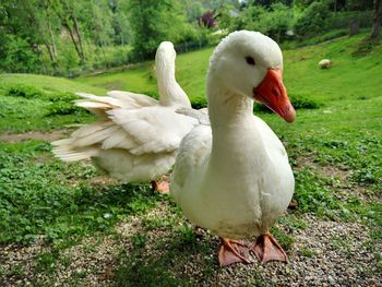 White duck on field