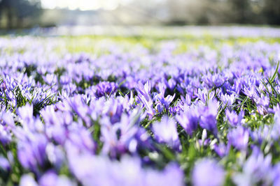 Close-up of purple crocus flowers on field