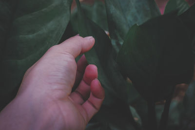 Close-up of hand holding plant