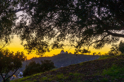 Trees on field against sky during sunset