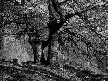 Trees in forest