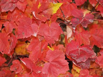 Full frame shot of autumn leaves