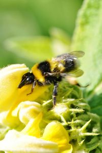 Close-up of bee on yellow flower