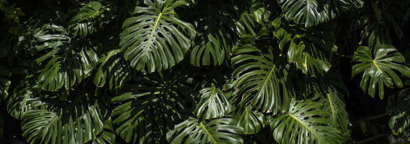 Low angle view of palm tree