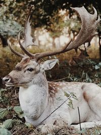 Close-up of deer on field