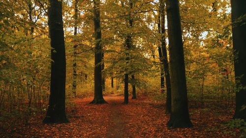 Trees in forest