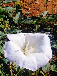 Close-up of white flowers