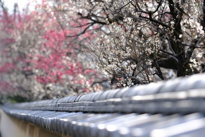 Close-up of cherry tree during winter