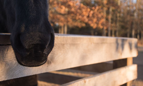 Close-up of dog