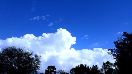 Low angle view of trees against blue sky