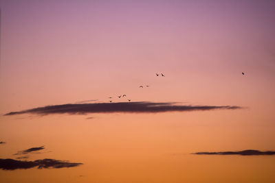 Silhouette birds flying over sea against sky during sunset