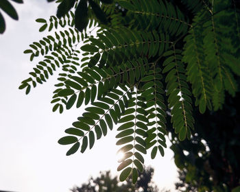 Close-up of leaves on tree against sky