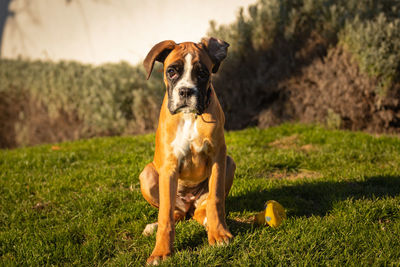 Close-up of dog on field