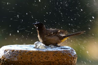 Close-up of bird perching on a lake