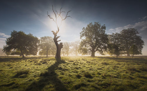 Trees on field against sky