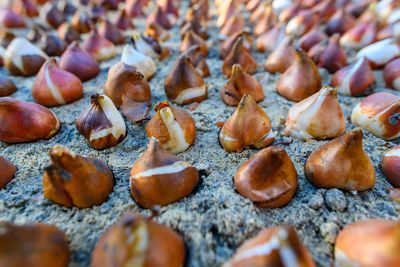 Full frame shot of chestnuts