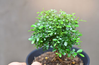 Close-up of potted plant