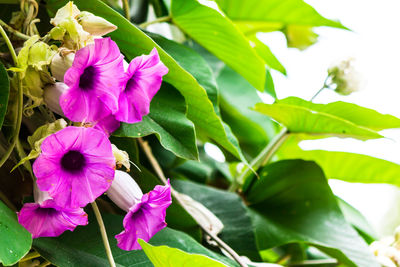 Close-up of pink flowering plant