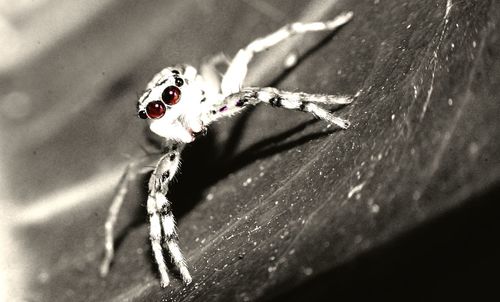 Close-up of spider