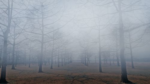 Hazy forest in autumn