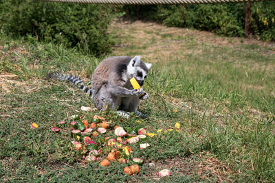 Squirrel eating food on grass