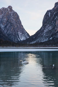 Swan swimming in lake