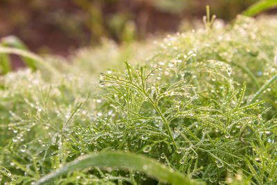 Close-up of wet plant growing on field