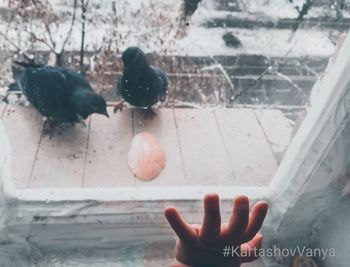 Person holding bird