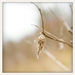 Close-up of plant