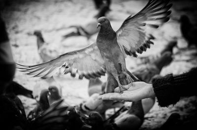 Close-up of hand feeding bird