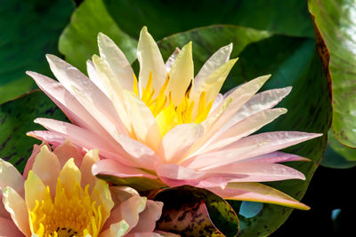 Close-up of water lily