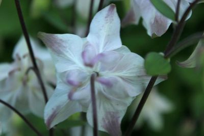 Close-up of pink flowers