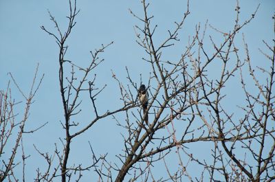 Low angle view of bird perching on bare tree against sky