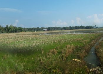 Scenic view of agricultural field against sky