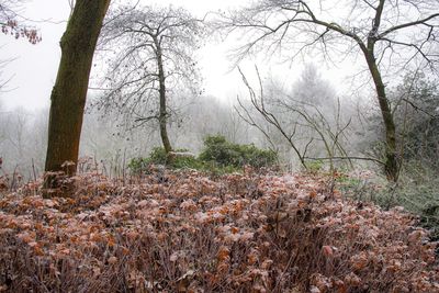 Bare trees in forest during autumn