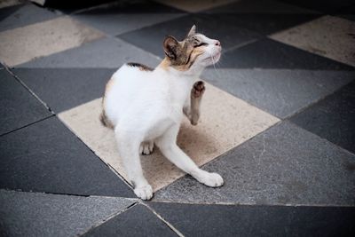 High angle view of cat on footpath