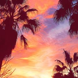 Silhouette of palm trees against cloudy sky