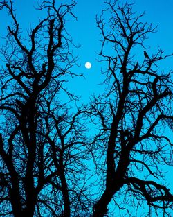Low angle view of silhouette bare tree against sky
