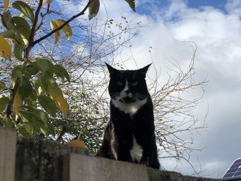 Low angle view of a black cat on the fence