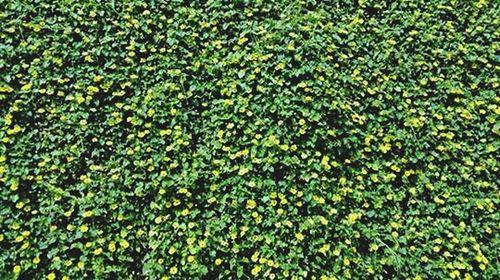 Full frame shot of green leaves