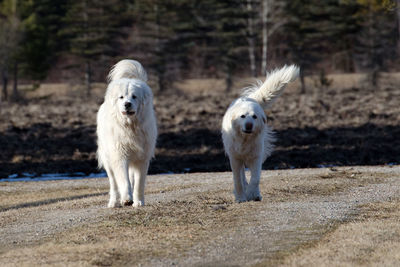 View of two dogs on land