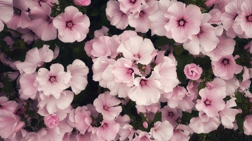 High angle view of pink flowering plants