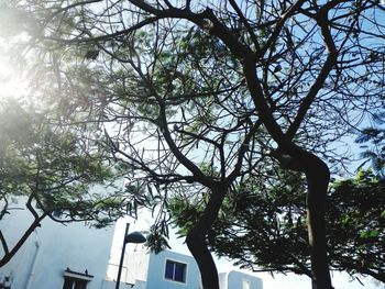 Low angle view of tree against sky