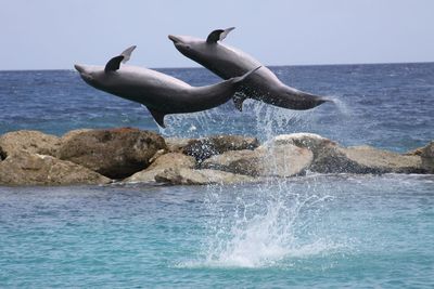 Dolfins jumping out of the sea