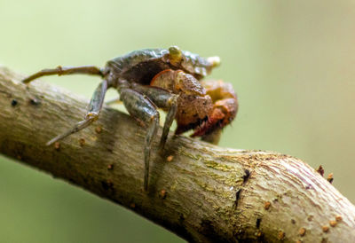 Close-up of turtle