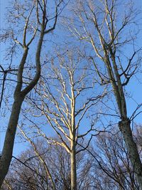 Low angle view of bare trees against clear blue sky