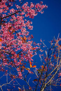 Low angle view of cherry blossom tree