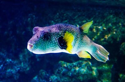 Close-up of fish swimming in sea